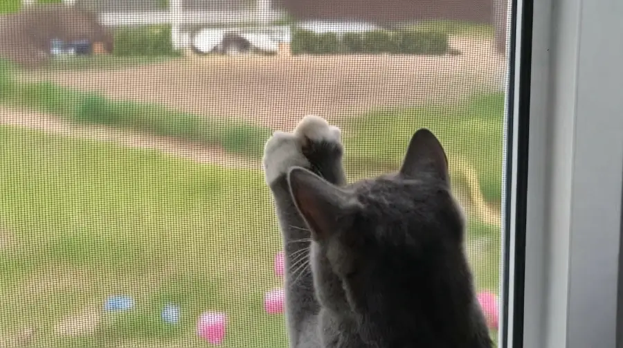 Pet resistant mesh